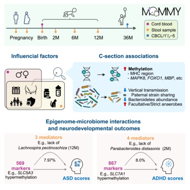 中大医学院研究发现，神经源性基因的高度甲基化与儿童三岁时较高出现ASD及ADHD的风险相关，而剖腹产有机会影响基因甲基化程度，同时令母婴转移微生物菌群减少。团队相信透过补充特定「益菌」有望减少相关风险。 中大提供