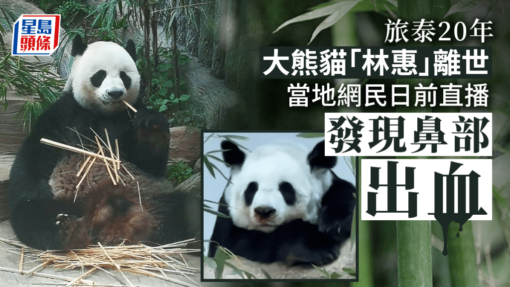 清邁動物園大熊貓「林惠」離世，日前已出現不尋常徵狀。