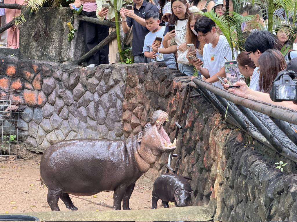 “弹跳猪”爆红吸引大批游客参观动物园。  Khao Kheow Open Zoo