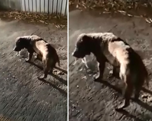 元朗流浪狗疑被毒死。毛孩守護者FB影片