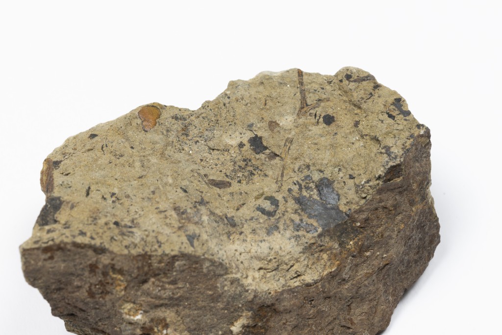 图示的顶囊蕨化石是地球上最早的陆生植物之一，于4.2亿年前形成，将会于更换展品后展出。