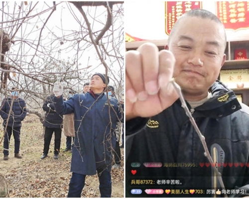 江蘇徐州一名43歲果農，在直播平台分享果樹種植的經驗。網圖