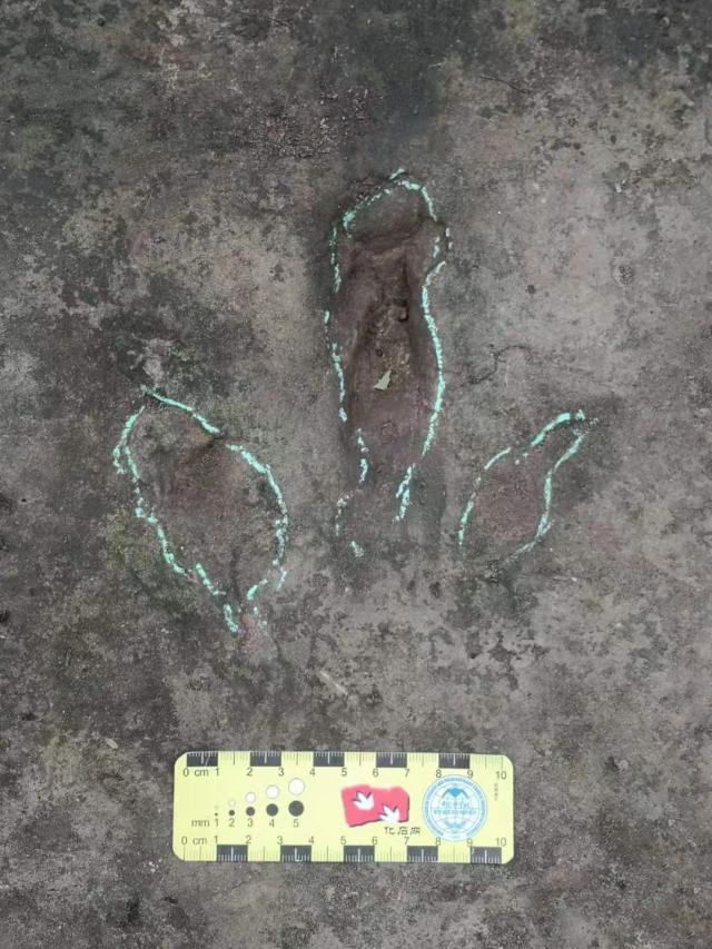 研究員等人前往百花鎮野雞坡現場考察,證實發現侏羅紀晚期恐龍腳印化石。(網圖)