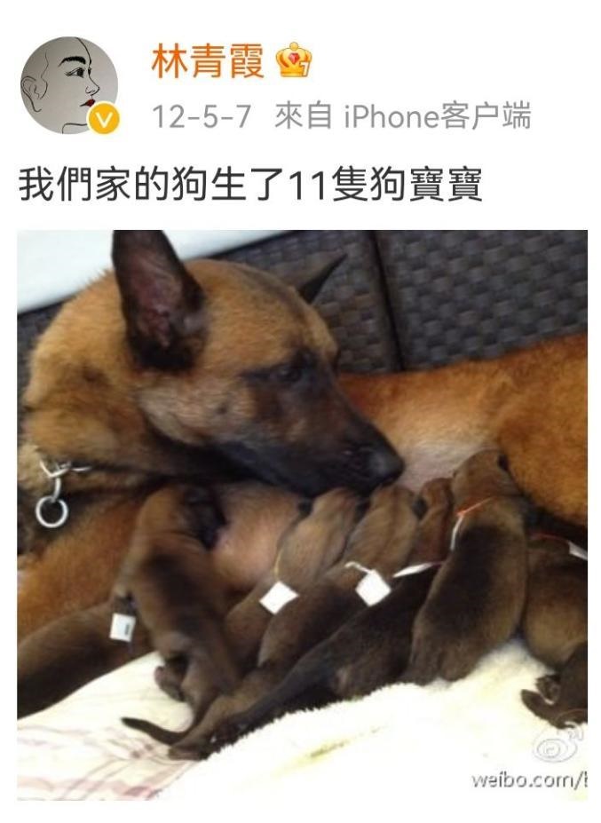 林青霞之前曾在微博放上爱犬相片。网图