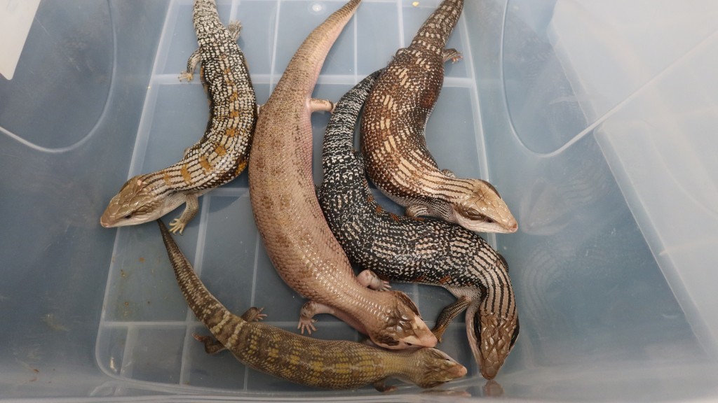 海關截查深圳灣入境貨車 揭高踭靴內藏5隻走私活蜥蜴