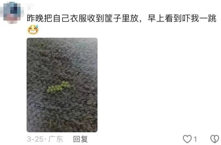 深圳市民發文稱遇上衣服黏綠色小顆粒。
