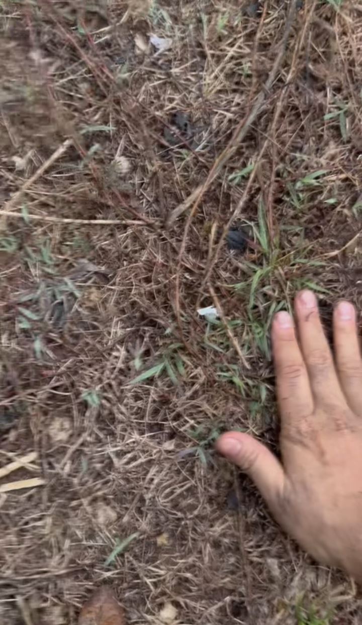 杨雷用牛粪抹身防止被猎狗追上。