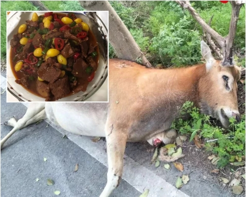 江蘇麋鹿保護區門口有 餐廳被揭發賣鹿肉。網上圖片