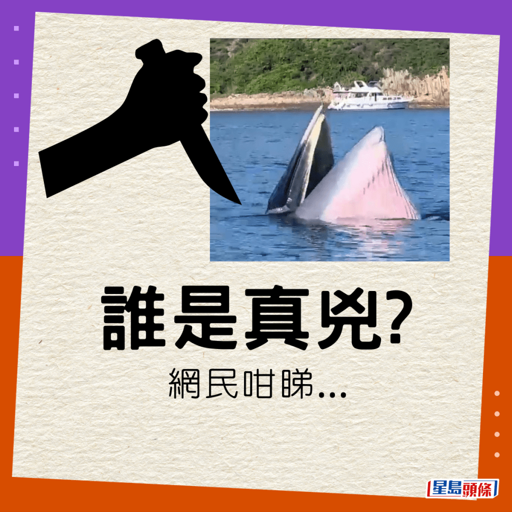 西貢鯨魚浮屍海上 誰是真兇？網民咁睇