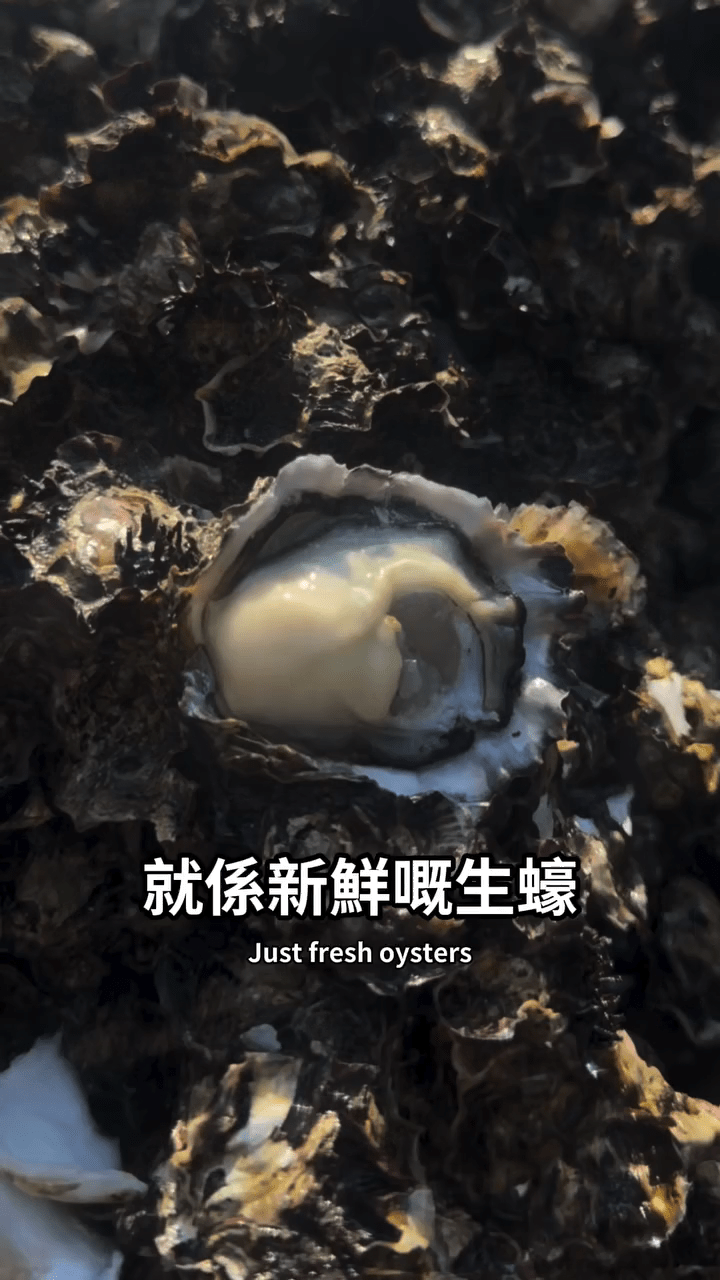 石灘上發現的野生蠔，即將成為導演口中的「新鮮美食」。