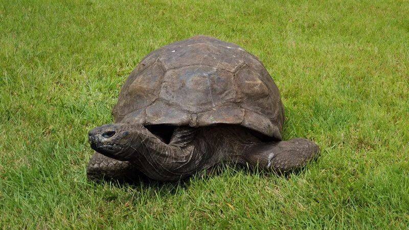 乔纳森在英属圣赫勒拿岛草地上悠闲生活。维基网站