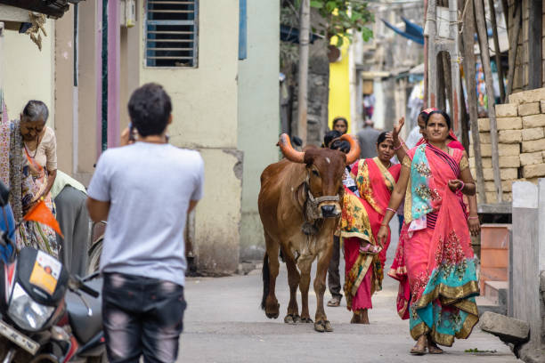 印度近月接连发生性侵母牛案件。