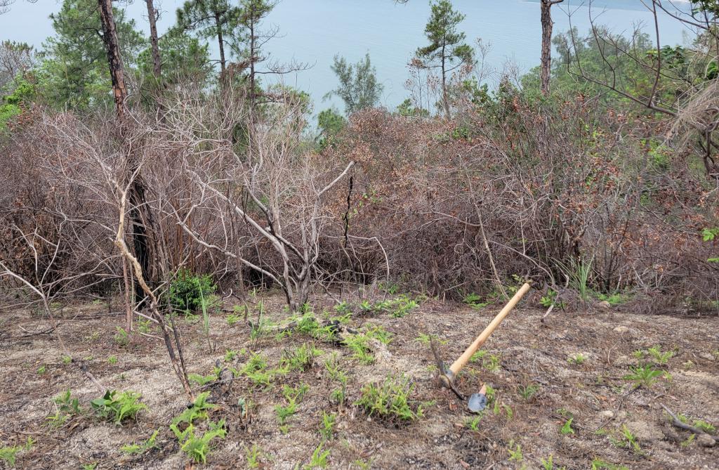  去年5月，有漁護署職員於芝麻灣工作時，疑遭野蜂叮咬後死亡。