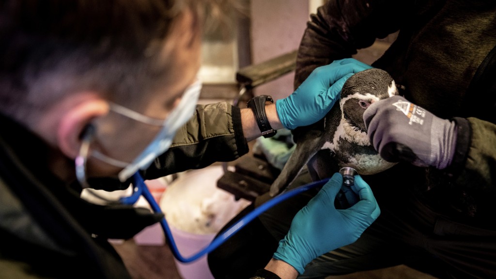 企鹅接种禽流感疫苗前接受检查。 路透社