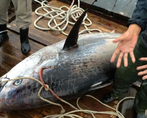 藍鰭吞拿魚屬「極危」物種。網圖