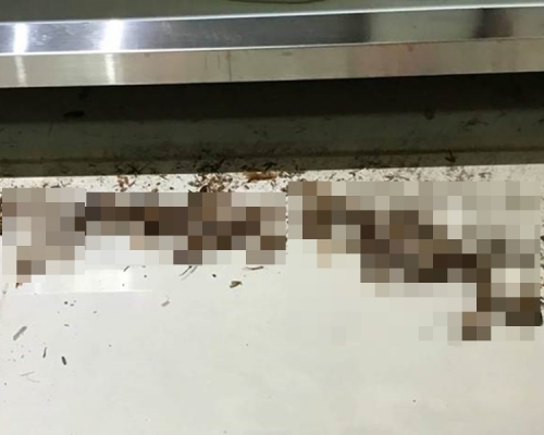 廚房傳惡臭忍足三年，台女拆廚櫃驚現數百蟑螂屍。網上圖片