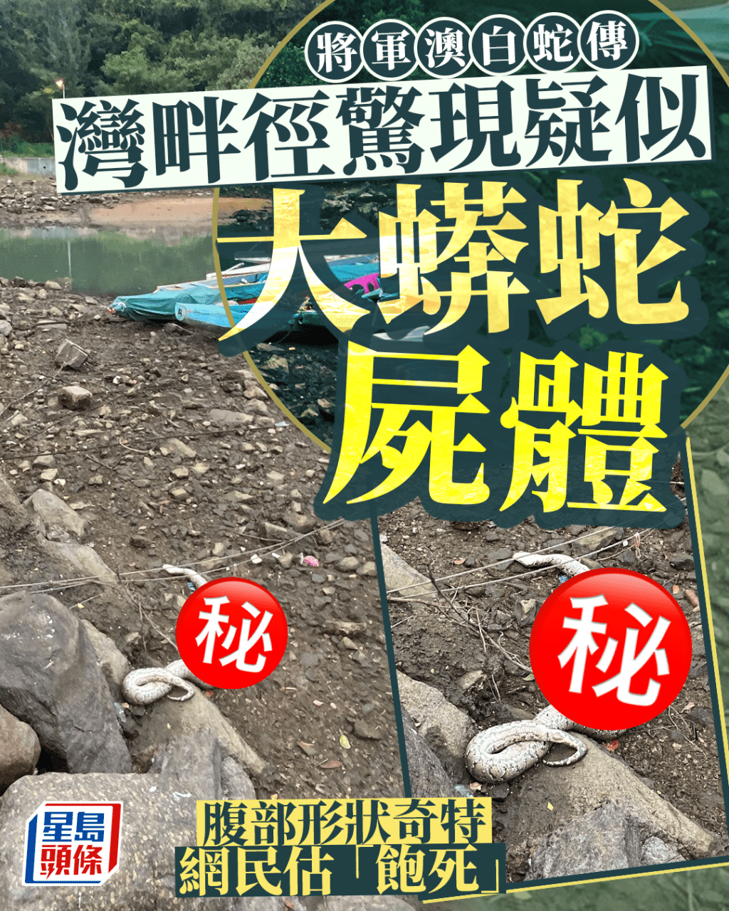 將軍澳白蛇傳 灣畔徑驚現疑似大蠎蛇屍體 腹部形狀奇特 網民估「飽死」 將軍澳白蛇傳 灣畔徑驚現疑似大蠎蛇屍體 腹部形狀奇特 網民估「飽死」