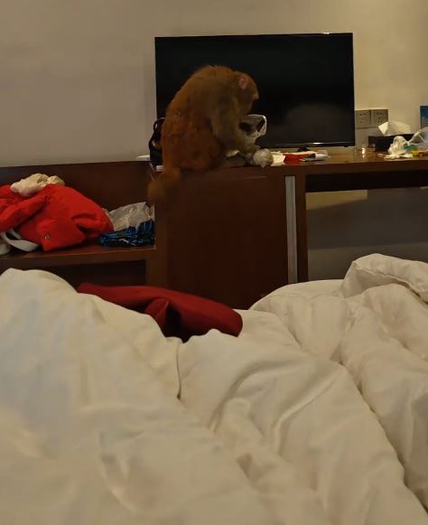 重庆有酒店房客遭猴子闯入。