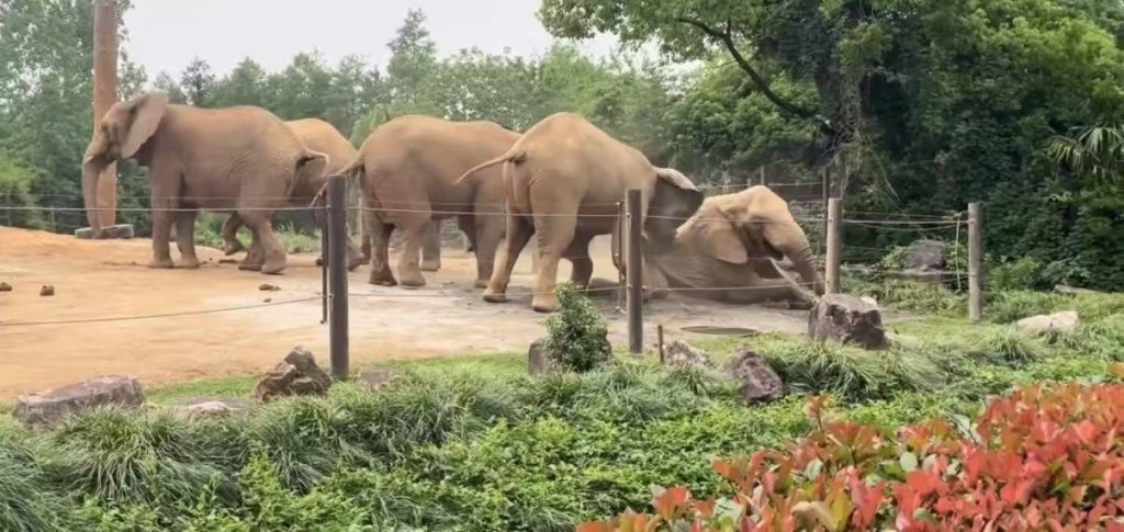 上海動物園大象遭同類集體霸凌。微博@滬語說唱Mrweezy