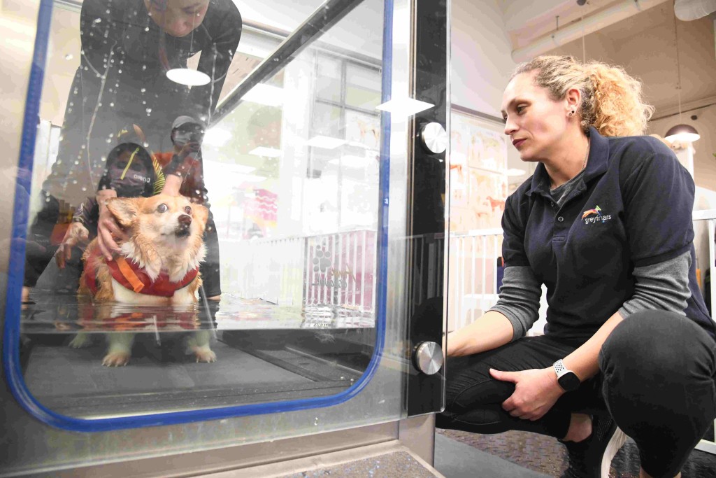這寵物水療復康中心設備齊全，年約14歲的哥基犬通過水底跑步機改善骨骼問題。