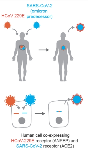 科學家估計新冠病毒從感冒病毒取得獨特基因序列，產生Omicron。Nference論文截圖