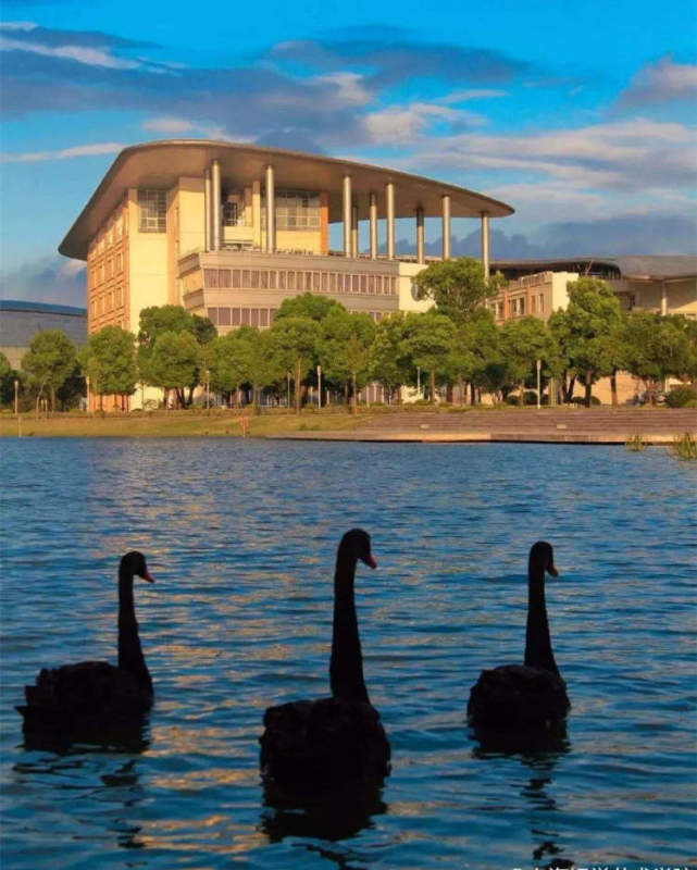 校園飼養了不少黑天鵝。網圖