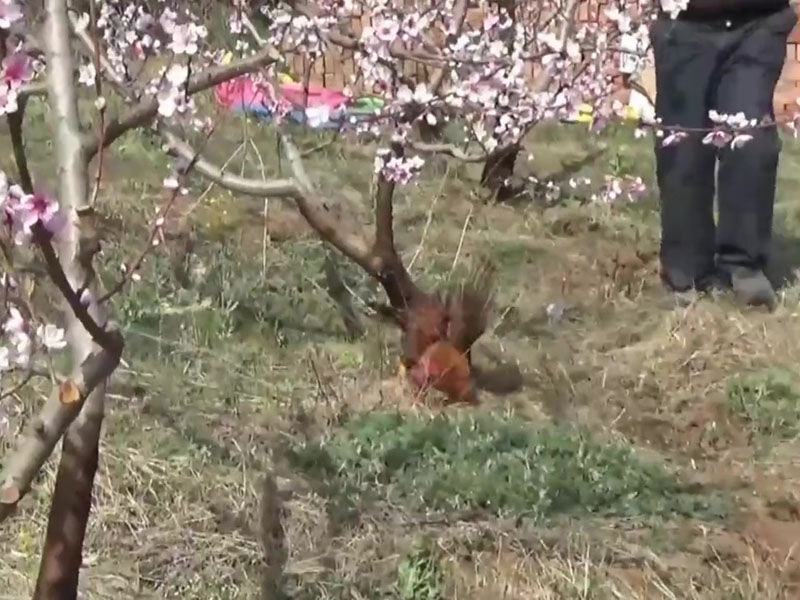 一隻隻活雞被打至傷殘爆頭。(網圖)