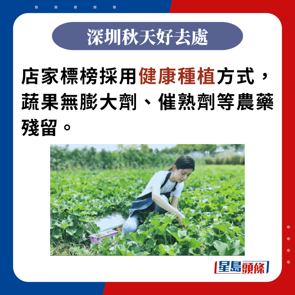 店家标榜采用健康种植方式