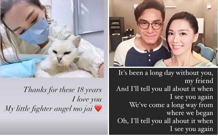 湯洛雯18歲的愛貓離世。