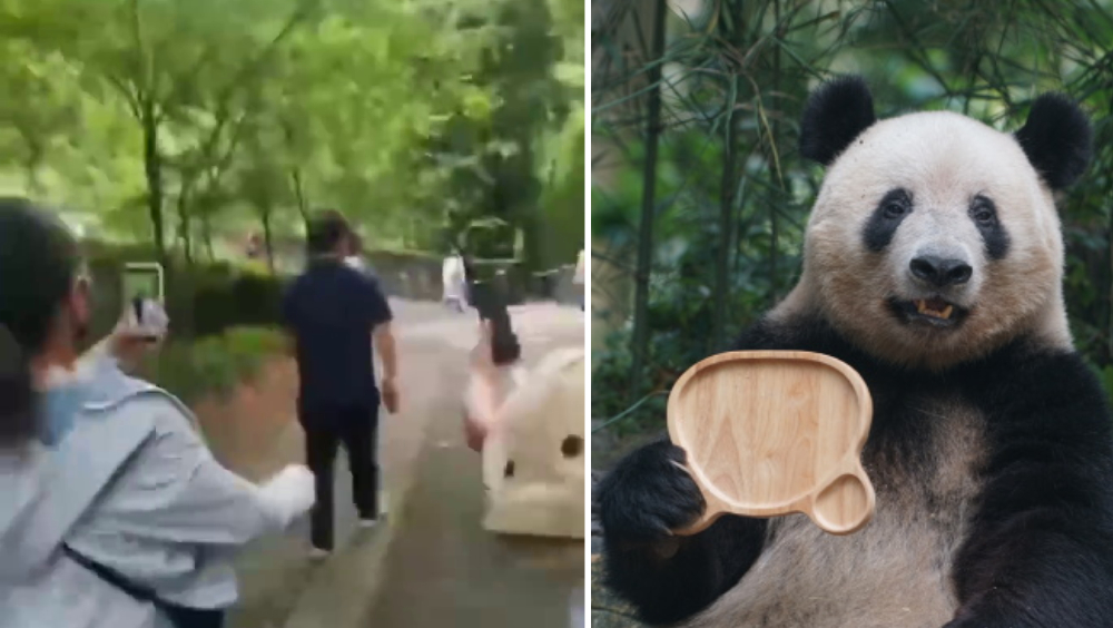 大熊貓專家被跟拍辱罵、大熊貓被虐不實信息廣傳。