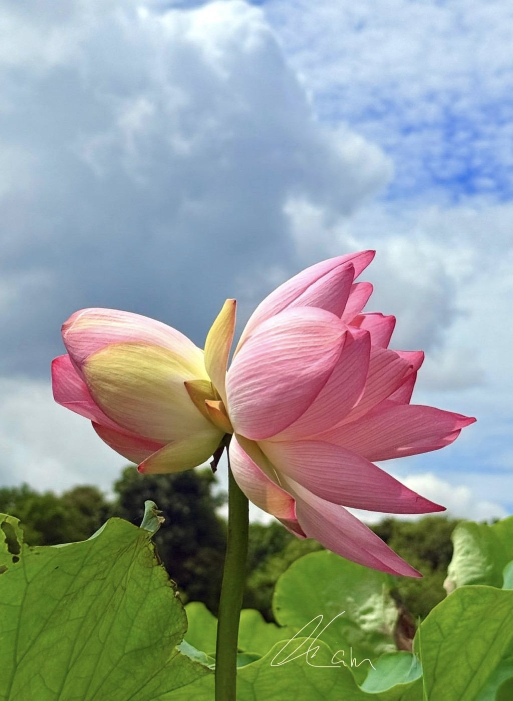 塱原自然生態公園荷花。圖片授權Winnie Lam 塱原自然生態公園荷花。圖片授權Winnie Lam