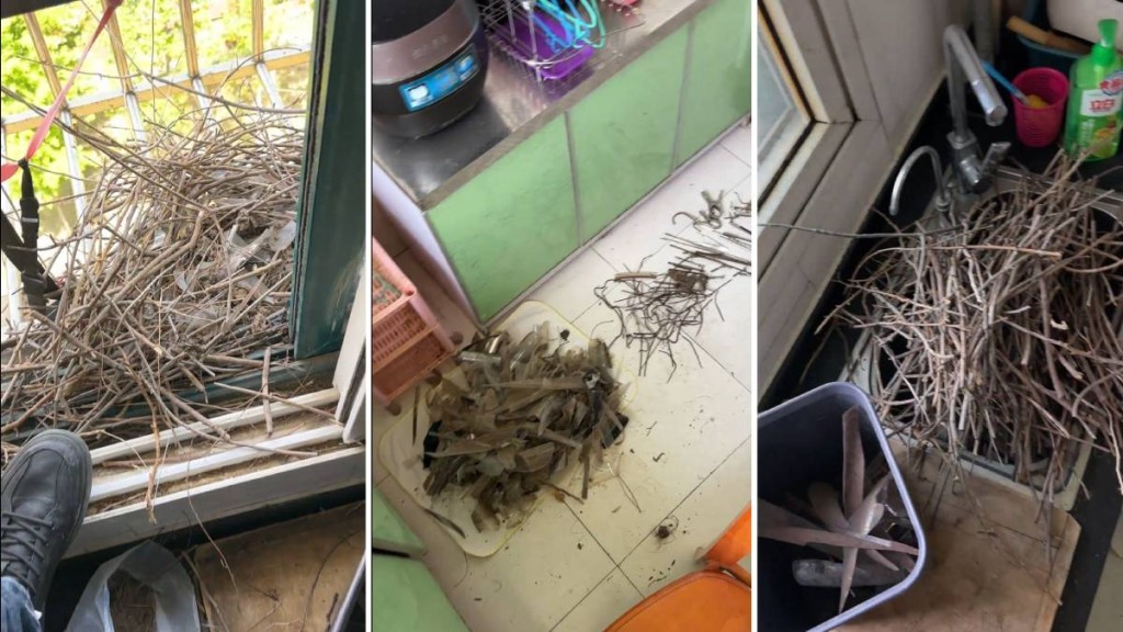  山東有民眾有拆走喜鵲的鳥巢遭大報復。