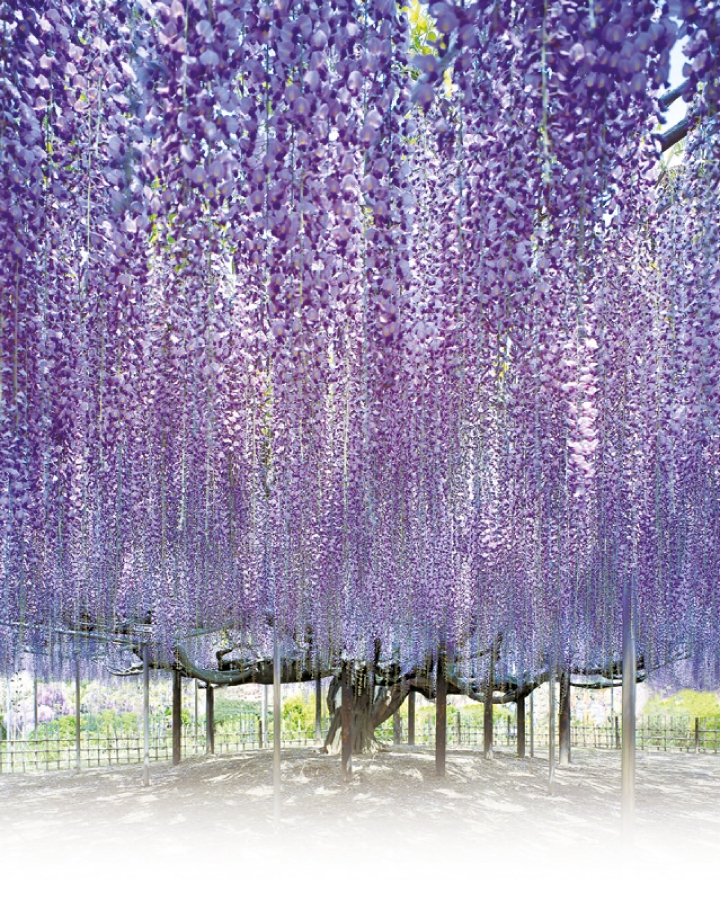 栃木縣足利花卉公園，以4月至5月盛放的紫藤花為人津津樂道。