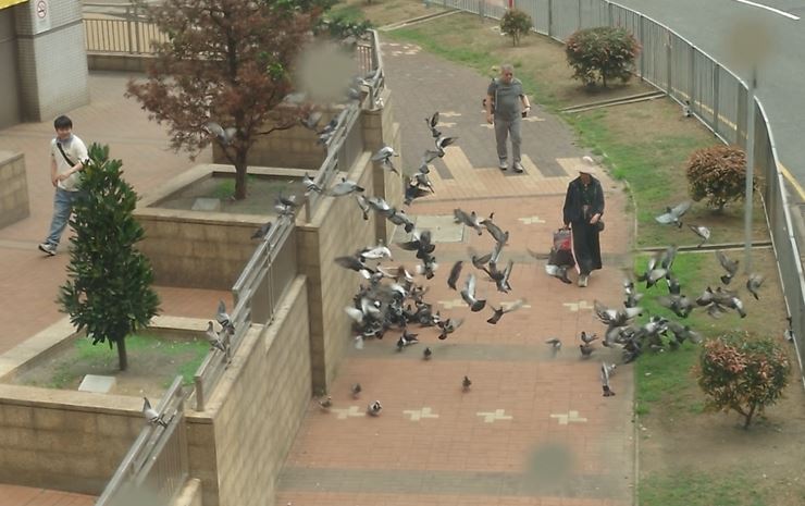 坑口站對開行人路滿佈野鴿。