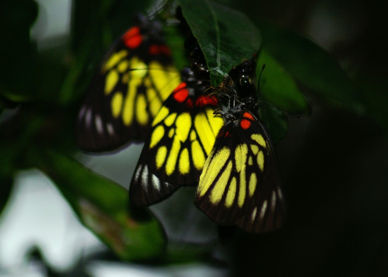 近期少地方均出现大量报喜斑粉蝶。绿色力量提供