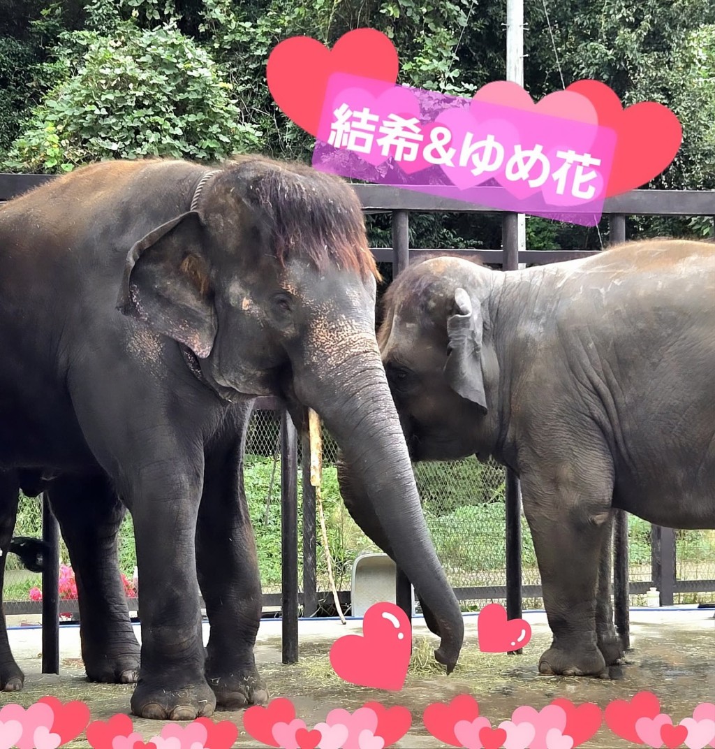 日本千叶县市原象之国饲养多头大象。 市原ぞうの国 日本千叶县市原象之国饲养多头大象。 市原ぞうの国