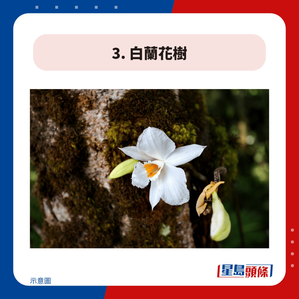 3. 白蘭花樹