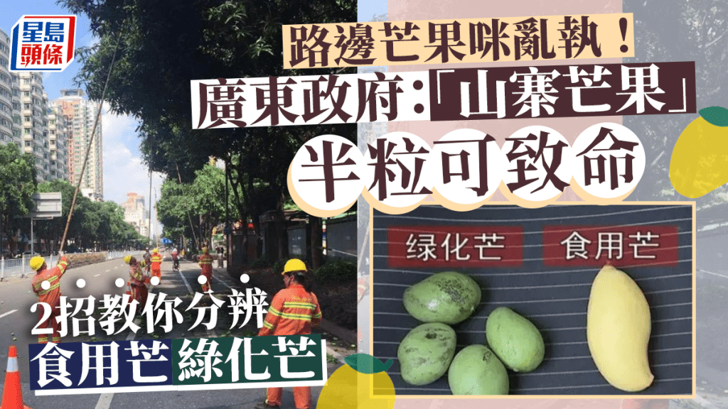 " 路邊芒果不要採!︱廣東政府警告:可能有毒 半顆致命"