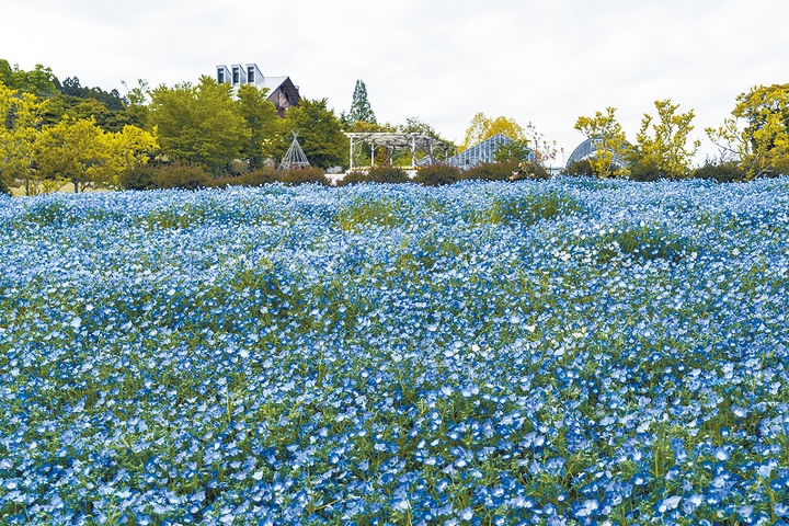 4月置身福島縣磐城市花卉公園，便可賞到遍地粉蝶花的美景。