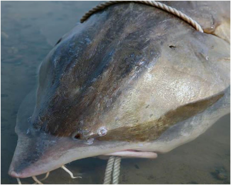 大鳇鱼重达1028斤。