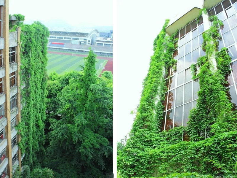 「綠色瀑布」牆體高約40米、寬約60米。(網圖)