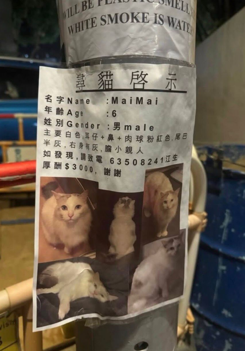 P小姐憶述,事發後她心急如焚,她不僅在網上發布尋貓啟事,更自費印製了一萬張街招尋貓。 P小姐憶述,事發後她心急如焚,她不僅在網上發布尋貓啟事,更自費印製了一萬張街招尋貓。