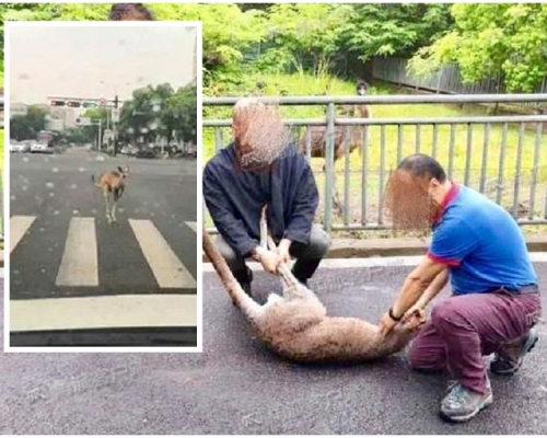 宁波有袋鼠「越狱」被发现捕获。网上图片