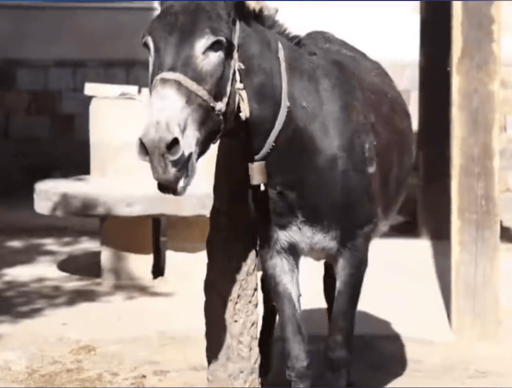 河南600年古村變「短劇村」，動物臨記片酬可觀，「驢影后」一天¥500。