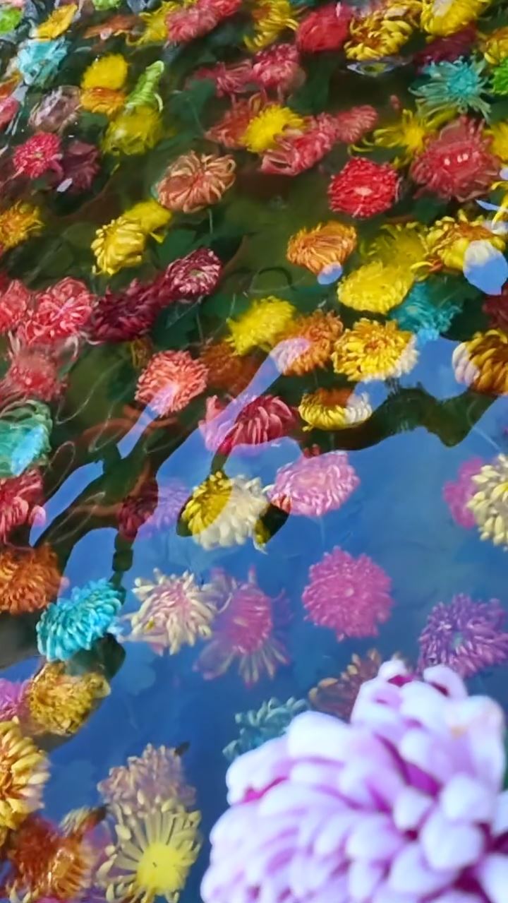 開封水下浮菊打破賞花只可在地上的固有思維，大獲好評。