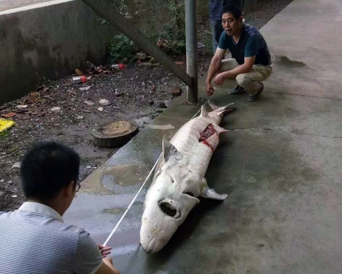 湖北荊州中華鱘養殖基地大量中華鱘死亡。網圖