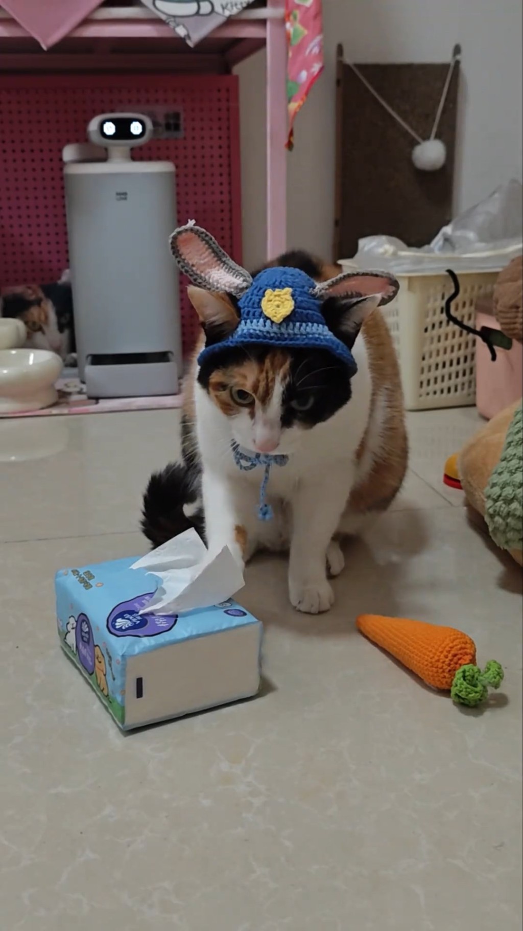 三色貓因「蘿蔔紙巾」遊戲片而爆紅。抖音@超級無敵大開門