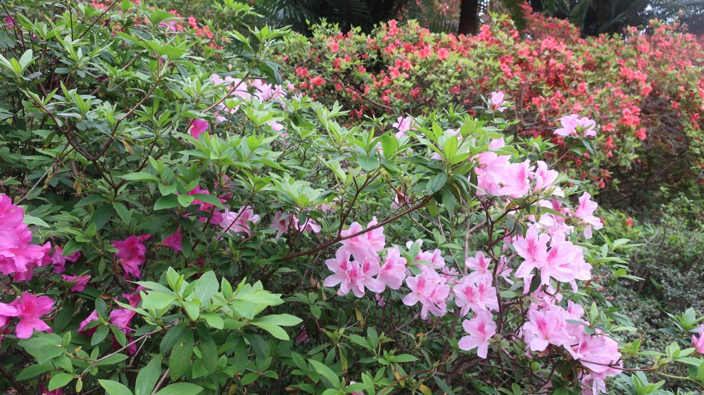 香港動植物公園杜鵑花開（一）。康民署「賞花情報」截圖