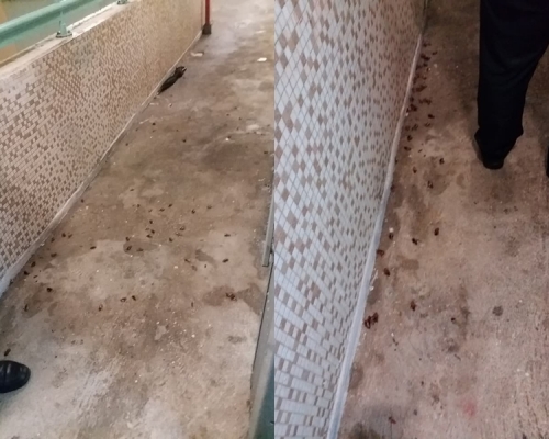 約30至40隻曱甴被踏死，屍橫遍野。facebook