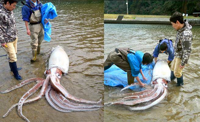 島根Aquas水族館facebook
